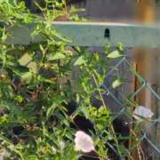 ヒメ日記 2025/08/20 08:19 投稿 ちずる 熟女の風俗最終章 高崎店