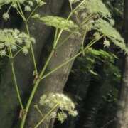 ヒメ日記 2025/08/25 18:08 投稿 ちずる 熟女の風俗最終章 高崎店