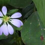 ヒメ日記 2025/08/27 08:26 投稿 ちずる 熟女の風俗最終章 高崎店