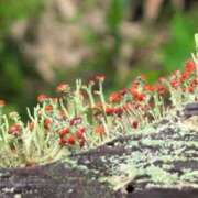 ヒメ日記 2025/08/27 12:26 投稿 ちずる 熟女の風俗最終章 高崎店