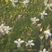 ヒメ日記 2025/08/27 12:49 投稿 ちずる 熟女の風俗最終章 高崎店