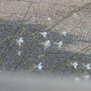 ヒメ日記 2025/08/27 15:58 投稿 ちずる 熟女の風俗最終章 高崎店