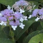 ヒメ日記 2025/09/04 08:33 投稿 ちずる 熟女の風俗最終章 高崎店