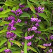 ヒメ日記 2025/09/05 19:48 投稿 ちずる 熟女の風俗最終章 高崎店