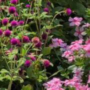 ヒメ日記 2025/09/10 07:03 投稿 ちずる 熟女の風俗最終章 高崎店