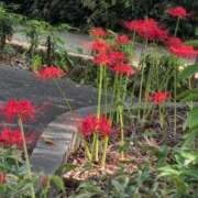 ヒメ日記 2025/09/16 23:19 投稿 ちずる 熟女の風俗最終章 高崎店