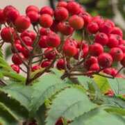 ヒメ日記 2025/09/17 16:48 投稿 ちずる 熟女の風俗最終章 高崎店