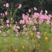 ヒメ日記 2025/09/18 14:08 投稿 ちずる 熟女の風俗最終章 高崎店