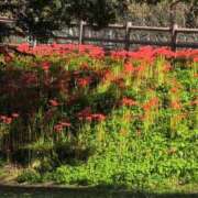 ヒメ日記 2025/09/24 09:28 投稿 ちずる 熟女の風俗最終章 高崎店