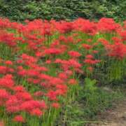 ヒメ日記 2025/09/25 15:28 投稿 ちずる 熟女の風俗最終章 高崎店