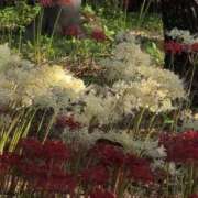 ヒメ日記 2025/09/27 11:18 投稿 ちずる 熟女の風俗最終章 高崎店