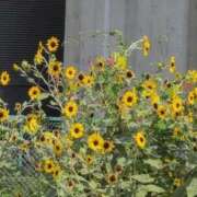 ヒメ日記 2025/09/28 22:18 投稿 ちずる 熟女の風俗最終章 高崎店