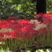 ヒメ日記 2025/09/28 22:48 投稿 ちずる 熟女の風俗最終章 高崎店