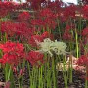 ヒメ日記 2025/09/29 11:18 投稿 ちずる 熟女の風俗最終章 高崎店