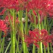 ヒメ日記 2025/09/29 20:19 投稿 ちずる 熟女の風俗最終章 高崎店