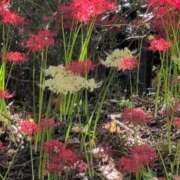 ヒメ日記 2025/09/29 20:28 投稿 ちずる 熟女の風俗最終章 高崎店