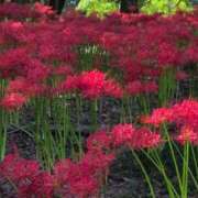 ヒメ日記 2025/09/29 20:30 投稿 ちずる 熟女の風俗最終章 高崎店