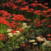 ヒメ日記 2025/09/30 14:10 投稿 ちずる 熟女の風俗最終章 高崎店