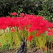 ヒメ日記 2025/10/03 08:08 投稿 ちずる 熟女の風俗最終章 高崎店