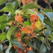 ヒメ日記 2025/10/09 11:55 投稿 ちずる 熟女の風俗最終章 高崎店