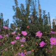 ヒメ日記 2025/10/09 12:18 投稿 ちずる 熟女の風俗最終章 高崎店