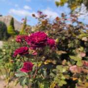 ヒメ日記 2025/10/12 08:48 投稿 ちずる 熟女の風俗最終章 高崎店