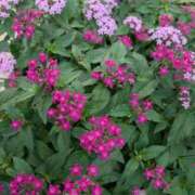 ヒメ日記 2025/10/25 15:08 投稿 ちずる 熟女の風俗最終章 高崎店