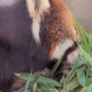 ヒメ日記 2025/10/25 18:48 投稿 ちずる 熟女の風俗最終章 高崎店