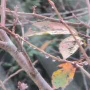 ヒメ日記 2025/10/26 07:41 投稿 ちずる 熟女の風俗最終章 高崎店