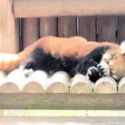 ヒメ日記 2025/11/06 13:08 投稿 ちずる 熟女の風俗最終章 高崎店