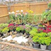 ヒメ日記 2025/11/06 13:28 投稿 ちずる 熟女の風俗最終章 高崎店