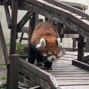 ヒメ日記 2025/11/07 13:58 投稿 ちずる 熟女の風俗最終章 高崎店