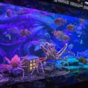 ヒメ日記 2025/11/11 10:58 投稿 ちずる 熟女の風俗最終章 高崎店