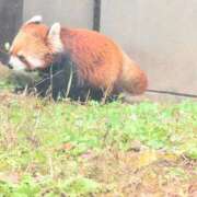 ヒメ日記 2025/11/15 13:02 投稿 ちずる 熟女の風俗最終章 高崎店