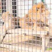 ヒメ日記 2025/11/20 10:18 投稿 ちずる 熟女の風俗最終章 高崎店