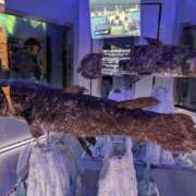 ヒメ日記 2025/11/25 18:32 投稿 ちずる 熟女の風俗最終章 高崎店