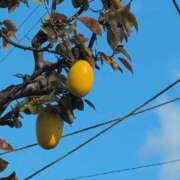 ヒメ日記 2025/11/28 19:58 投稿 ちずる 熟女の風俗最終章 高崎店