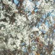 ヒメ日記 2025/12/04 15:18 投稿 ちずる 熟女の風俗最終章 高崎店