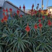 ヒメ日記 2026/01/12 10:18 投稿 ちずる 熟女の風俗最終章 高崎店