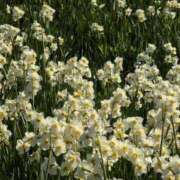 ヒメ日記 2026/01/14 10:18 投稿 ちずる 熟女の風俗最終章 高崎店