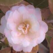 ヒメ日記 2026/01/31 09:38 投稿 ちずる 熟女の風俗最終章 高崎店