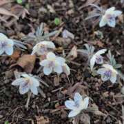 ヒメ日記 2026/02/10 13:18 投稿 ちずる 熟女の風俗最終章 高崎店