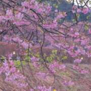 ヒメ日記 2026/02/13 07:48 投稿 ちずる 熟女の風俗最終章 高崎店