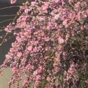 ヒメ日記 2026/02/16 20:49 投稿 ちずる 熟女の風俗最終章 高崎店