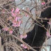 ヒメ日記 2026/02/17 13:28 投稿 ちずる 熟女の風俗最終章 高崎店