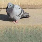 ヒメ日記 2026/02/18 12:09 投稿 ちずる 熟女の風俗最終章 高崎店