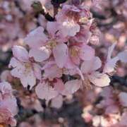 ヒメ日記 2026/02/22 00:38 投稿 ちずる 熟女の風俗最終章 高崎店