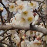 ヒメ日記 2026/02/22 15:47 投稿 ちずる 熟女の風俗最終章 高崎店