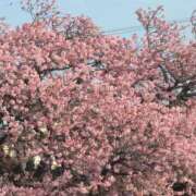 ヒメ日記 2026/02/24 12:19 投稿 ちずる 熟女の風俗最終章 高崎店