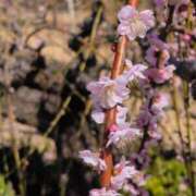 ヒメ日記 2026/03/05 11:24 投稿 ちずる 熟女の風俗最終章 高崎店